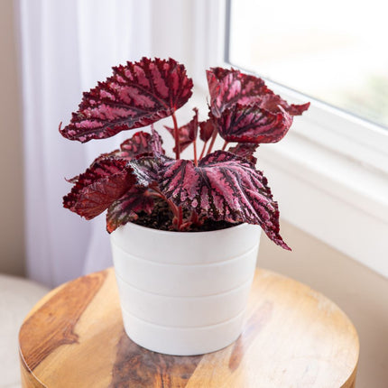 Rex Begonia Plant 5"