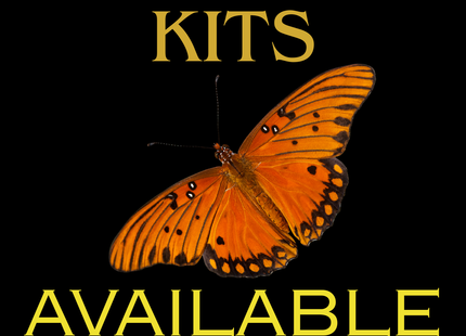Gulf Fritillary Chrysalis Kit