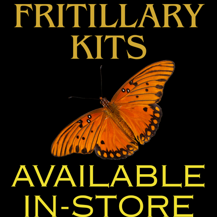 Gulf Fritillary Chrysalis Kit