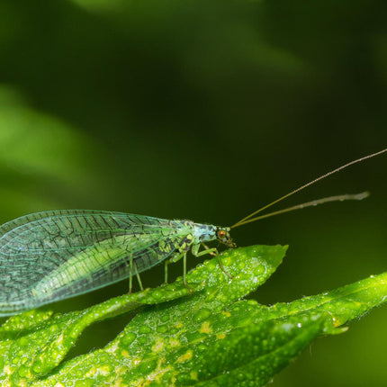 Green Lacewings-PRE ORDER