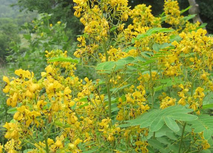 Senna Bush