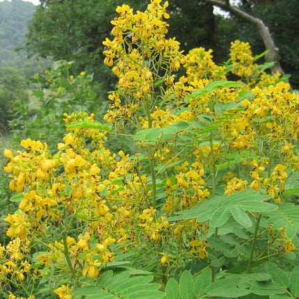 Senna Bush
