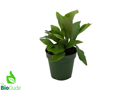 Fern Stag 4.5"