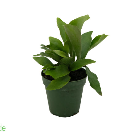 Fern Stag 4.5"