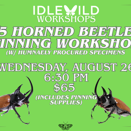 5 Horned Beetle Pinning Workshop