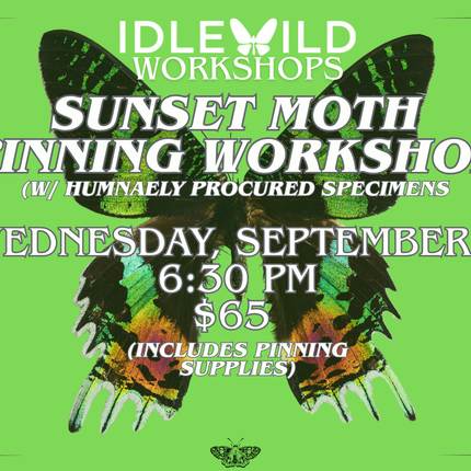 Sunset Moth Pinning Workshop
