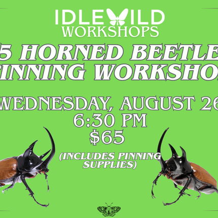 5 Horned Beetle Pinning Workshop