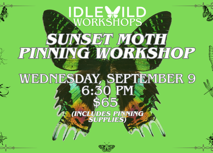Sunset Moth Pinning Workshop