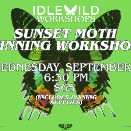 Sunset Moth Pinning Workshop