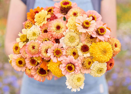Zinnia Cresto Peaches & Cream
