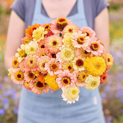 Zinnia Cresto Peaches & Cream